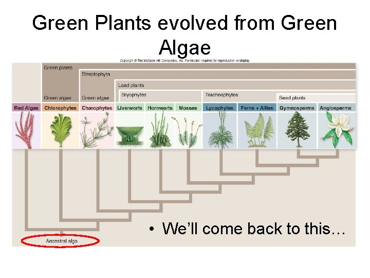 Green Plants evolved from Green Algae • We’ll come back to this… 