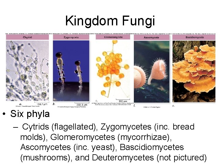 Kingdom Fungi • Six phyla – Cytrids (flagellated), Zygomycetes (inc. bread molds), Glomeromycetes (mycorrhizae),