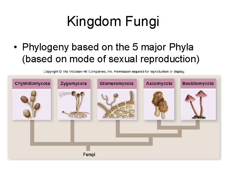Kingdom Fungi • Phylogeny based on the 5 major Phyla (based on mode of