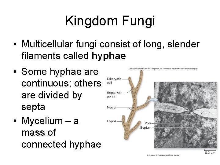 Kingdom Fungi • Multicellular fungi consist of long, slender filaments called hyphae • Some