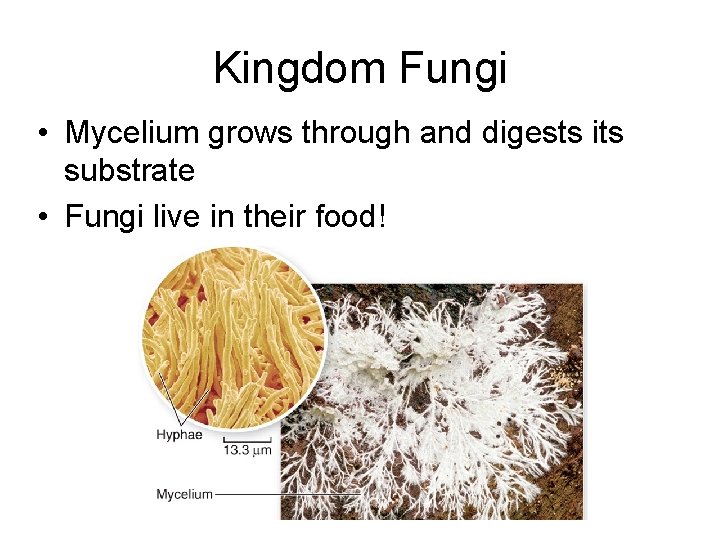 Kingdom Fungi • Mycelium grows through and digests its substrate • Fungi live in