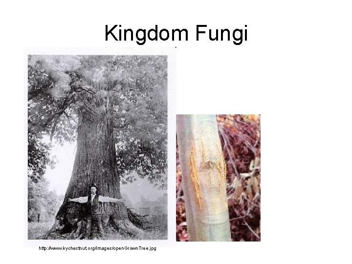 Kingdom Fungi http: //www. kychestnut. org/images/open. Grown. Tree. jpg 