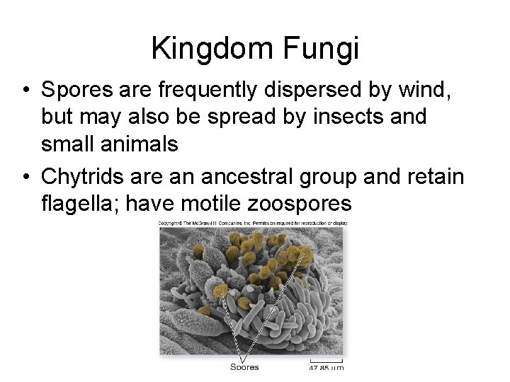 Kingdom Fungi • Spores are frequently dispersed by wind, but may also be spread