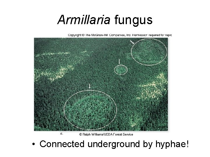 Armillaria fungus • Connected underground by hyphae! 