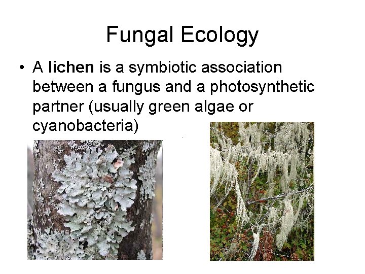 Fungal Ecology • A lichen is a symbiotic association between a fungus and a