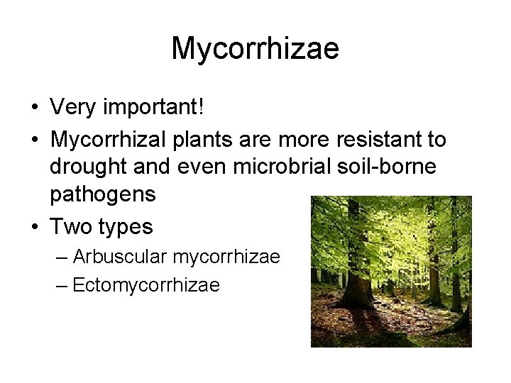 Mycorrhizae • Very important! • Mycorrhizal plants are more resistant to drought and even
