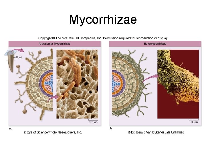 Mycorrhizae 