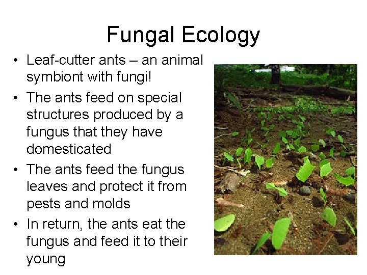 Fungal Ecology • Leaf-cutter ants – an animal symbiont with fungi! • The ants