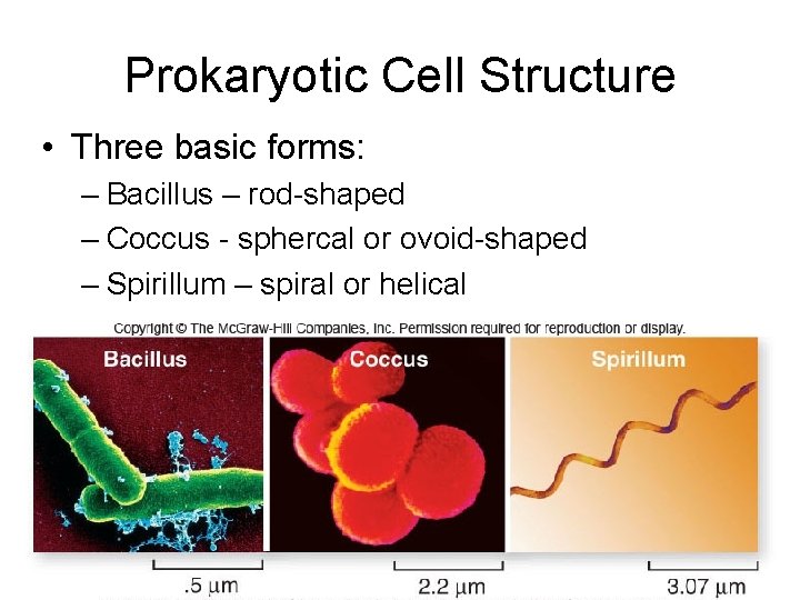 Prokaryotic Cell Structure • Three basic forms: – Bacillus – rod-shaped – Coccus -
