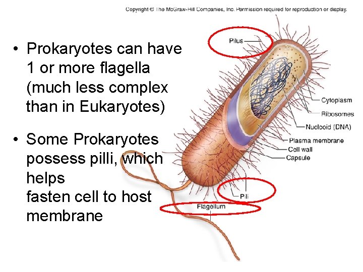  • Prokaryotes can have 1 or more flagella (much less complex than in