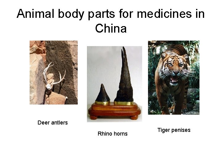 Animal body parts for medicines in China Deer antlers Rhino horns Tiger penises 