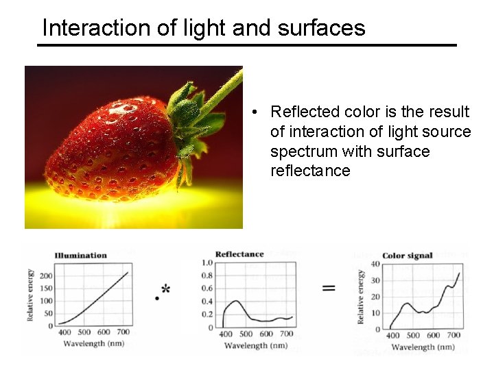 Interaction of light and surfaces • Reflected color is the result of interaction of