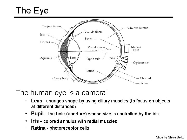 The Eye The human eye is a camera! • Lens - changes shape by