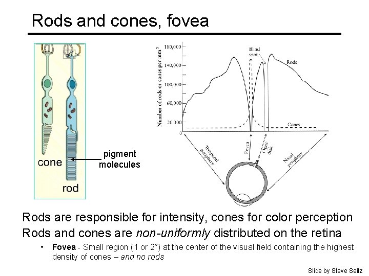 Rods and cones, fovea pigment molecules Rods are responsible for intensity, cones for color