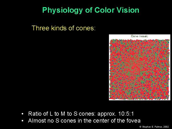 Physiology of Color Vision Three kinds of cones: • Ratio of L to M