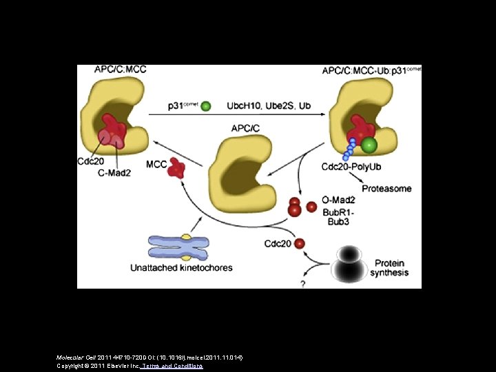 Molecular Cell 2011 44710 -720 DOI: (10. 1016/j. molcel. 2011. 014) Copyright © 2011
