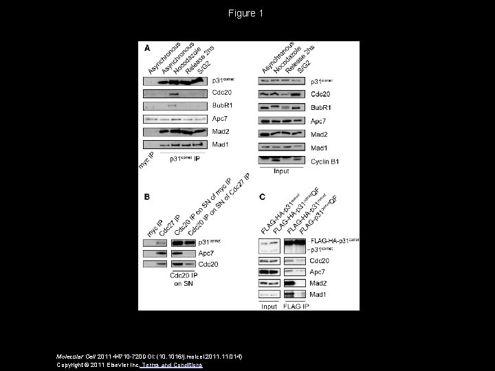 Figure 1 Molecular Cell 2011 44710 -720 DOI: (10. 1016/j. molcel. 2011. 014) Copyright