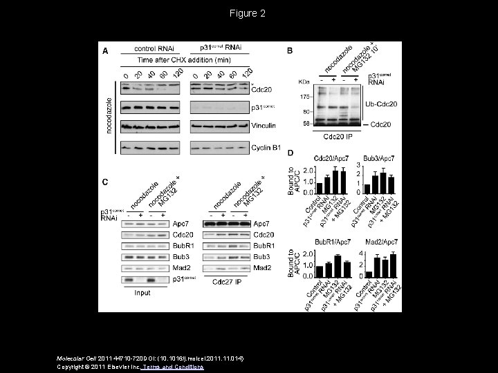Figure 2 Molecular Cell 2011 44710 -720 DOI: (10. 1016/j. molcel. 2011. 014) Copyright