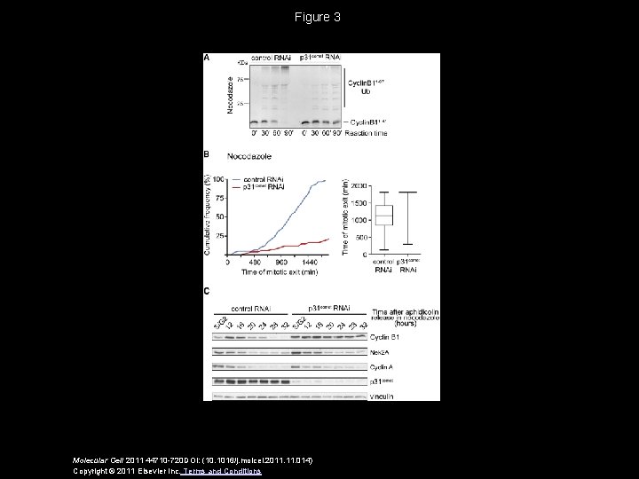 Figure 3 Molecular Cell 2011 44710 -720 DOI: (10. 1016/j. molcel. 2011. 014) Copyright
