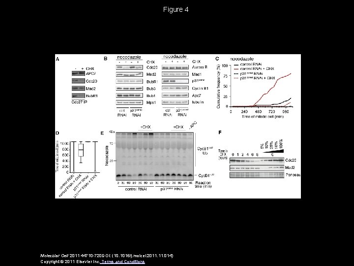 Figure 4 Molecular Cell 2011 44710 -720 DOI: (10. 1016/j. molcel. 2011. 014) Copyright