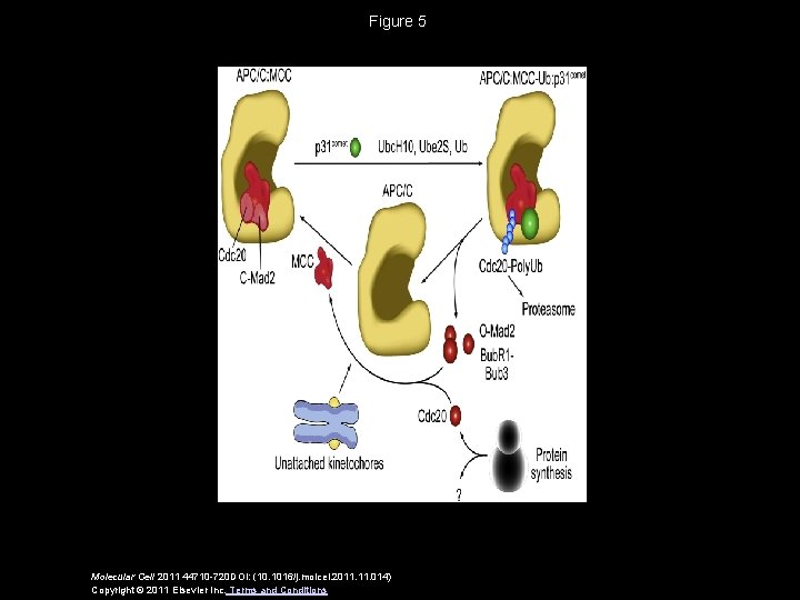 Figure 5 Molecular Cell 2011 44710 -720 DOI: (10. 1016/j. molcel. 2011. 014) Copyright