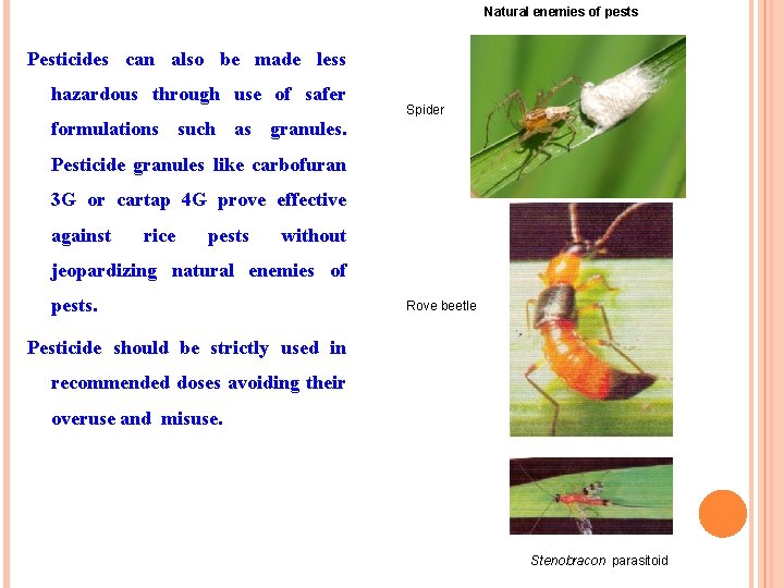 Natural enemies of pests Pesticides can also be made less hazardous through use of