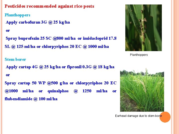 Pesticides recommended against rice pests Planthoppers Apply carbofuran 3 G @ 25 kg/ha or