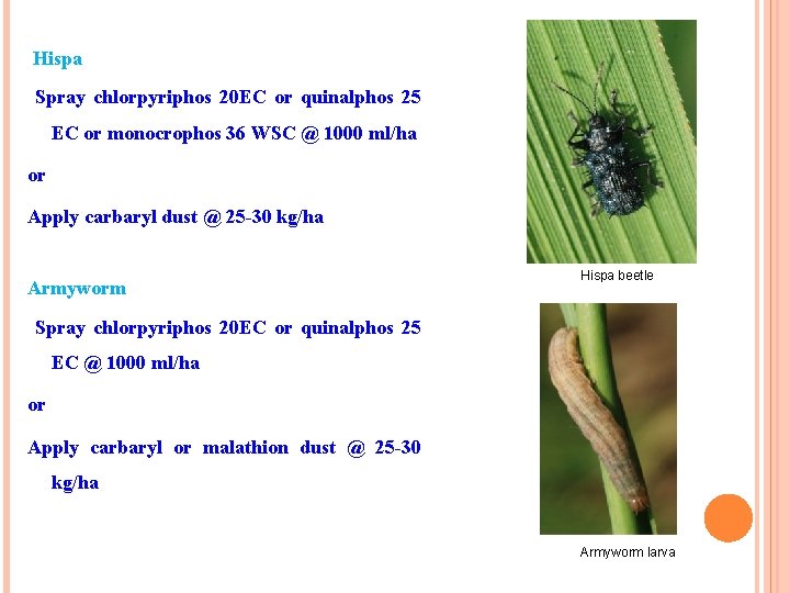 Hispa Spray chlorpyriphos 20 EC or quinalphos 25 EC or monocrophos 36 WSC @
