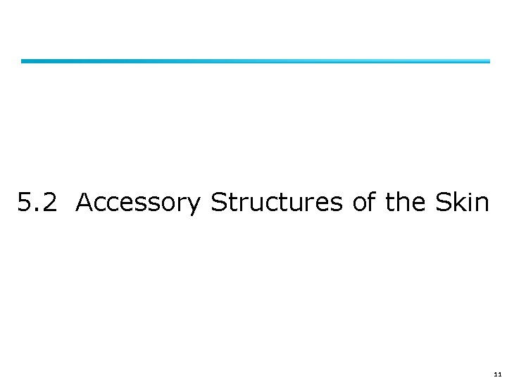 5. 2 Accessory Structures of the Skin 11 