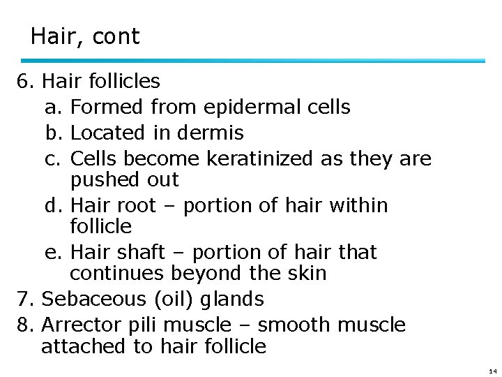 Hair, cont 6. Hair follicles a. Formed from epidermal cells b. Located in dermis