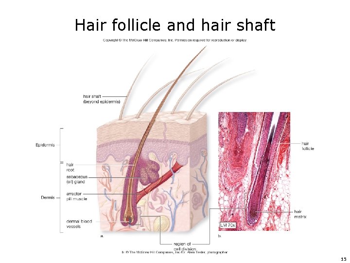 Hair follicle and hair shaft 15 