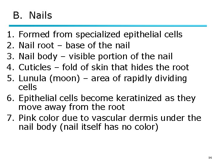 B. Nails 1. 2. 3. 4. 5. Formed from specialized epithelial cells Nail root