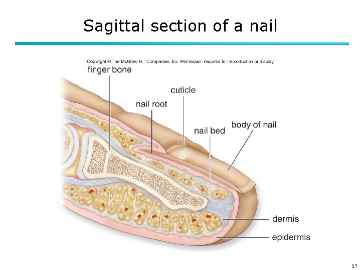 Sagittal section of a nail 17 