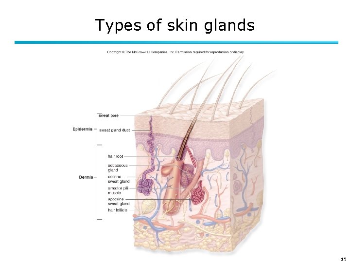 Types of skin glands 19 