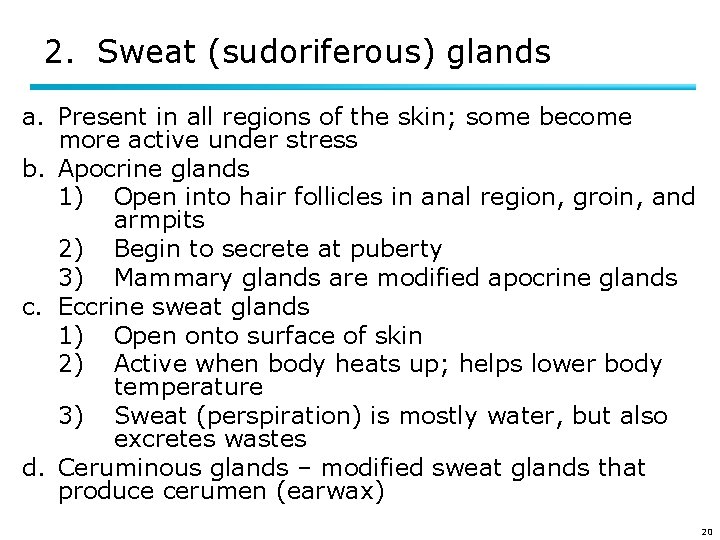 2. Sweat (sudoriferous) glands a. Present in all regions of the skin; some become