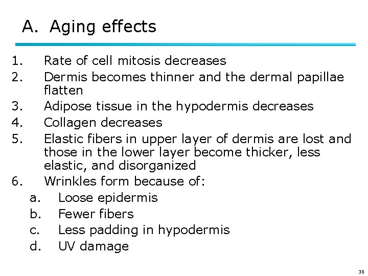 A. Aging effects 1. 2. 3. 4. 5. 6. Rate of cell mitosis decreases