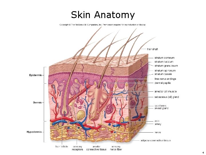 Skin Anatomy 4 