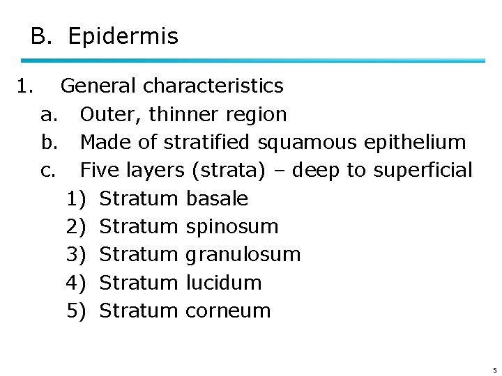 B. Epidermis 1. General characteristics a. Outer, thinner region b. Made of stratified squamous