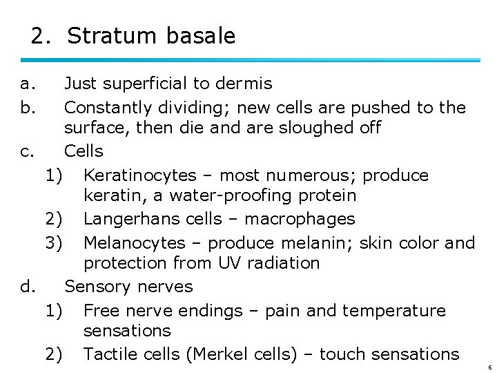 2. Stratum basale a. b. Just superficial to dermis Constantly dividing; new cells are