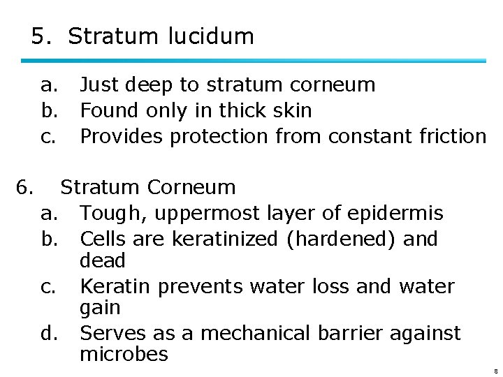 5. Stratum lucidum a. Just deep to stratum corneum b. Found only in thick