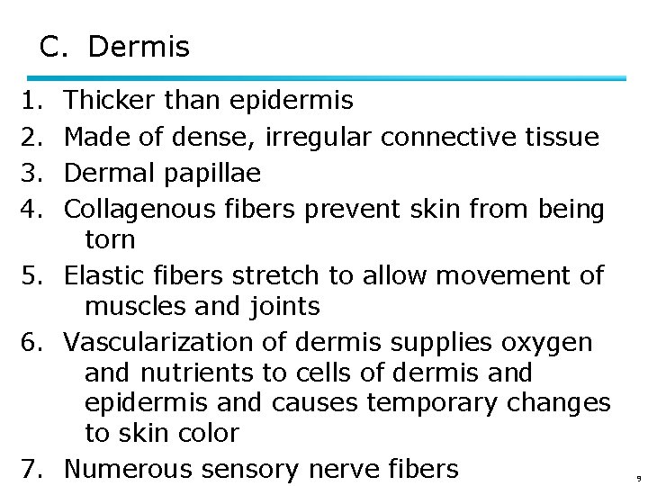C. Dermis 1. 2. 3. 4. Thicker than epidermis Made of dense, irregular connective