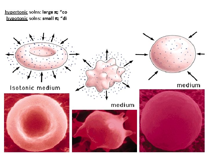 hypertonic solns: large p; “conc. ” (in terms of solute) hypotonic solns: small p;