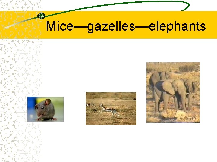 Mice—gazelles—elephants 