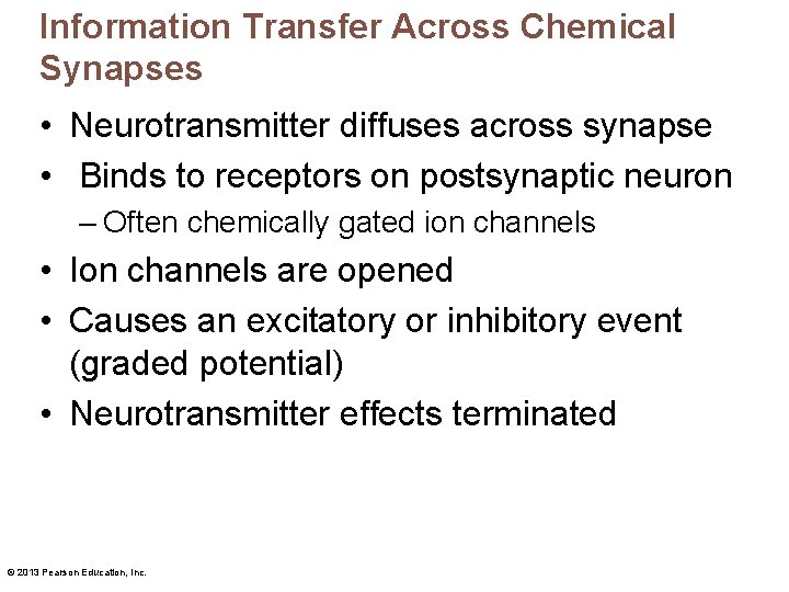 Information Transfer Across Chemical Synapses • Neurotransmitter diffuses across synapse • Binds to receptors
