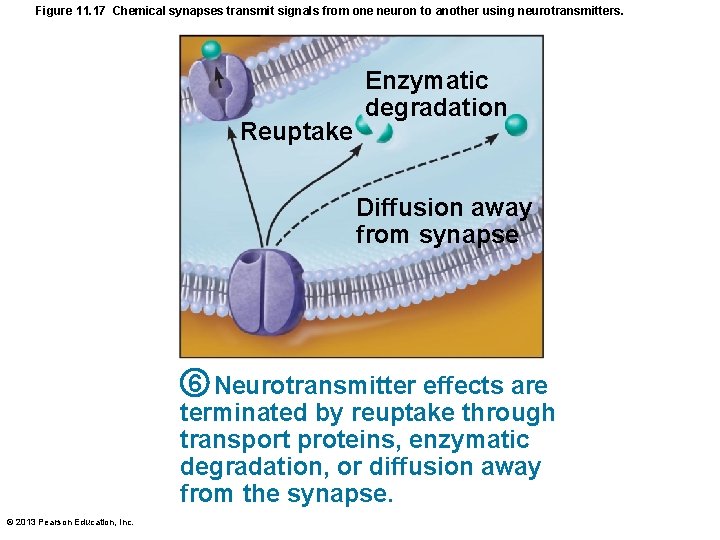 Figure 11. 17 Chemical synapses transmit signals from one neuron to another using neurotransmitters.