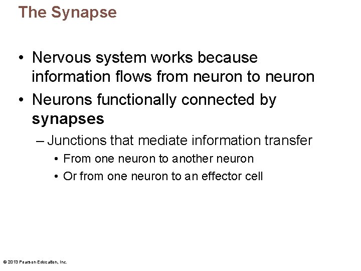 The Synapse • Nervous system works because information flows from neuron to neuron •