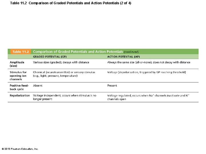 Table 11. 2 Comparison of Graded Potentials and Action Potentials (2 of 4) ©