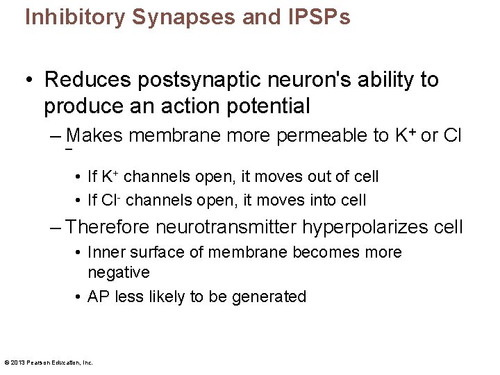 Inhibitory Synapses and IPSPs • Reduces postsynaptic neuron's ability to produce an action potential