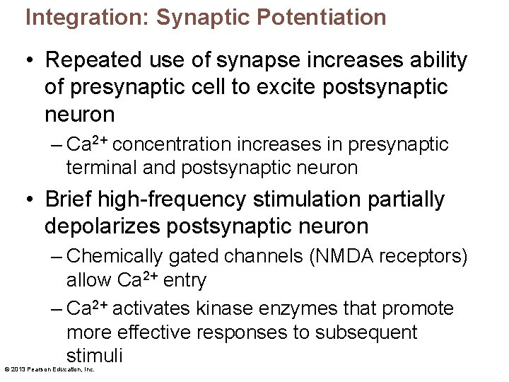 Integration: Synaptic Potentiation • Repeated use of synapse increases ability of presynaptic cell to