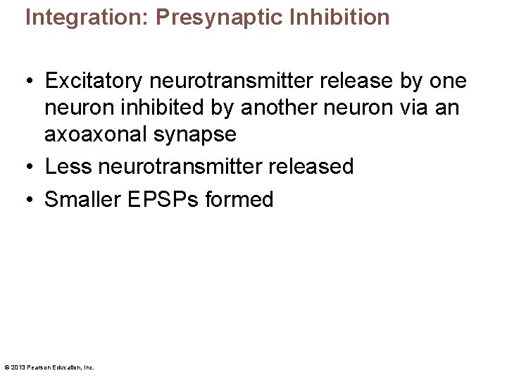 Integration: Presynaptic Inhibition • Excitatory neurotransmitter release by one neuron inhibited by another neuron